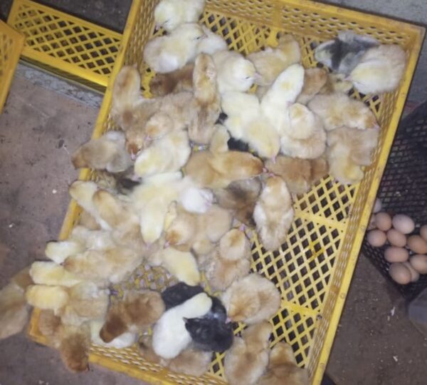 Nydklækkede poussin i vores bæredygtige landbrugsprojekt.